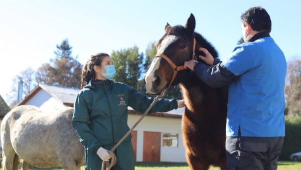 Hospital Veterinario de Vilcún, donde los estudiantes aprenden sobre salud animal de especies mayores